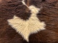 Real Cow Fur Skin Texture in Brown & White Color Royalty Free Stock Photo