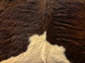 Real Cow Fur Skin Texture in Brown & White Color Royalty Free Stock Photo