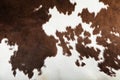 Real cow skin texture Royalty Free Stock Photo