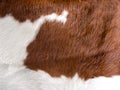 Real cow skin texture Royalty Free Stock Photo