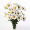 Real Daisy: A Bunch Of White Daisies In A Stylish White Vase