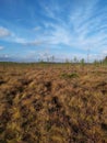 a real deep swamp in Belarus can get bogged down in the Berezinsky Nature Reserve Royalty Free Stock Photo