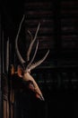 Real deer antlers are mounted on replica deer head crafted from carved wood to accommodate the deer`s antlers so they can fit on