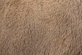 Real deer skin. Nature animal body patterns close-up. Royalty Free Stock Photo