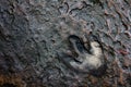 Real dinosaur footprint