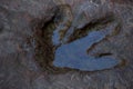 Real dinosaur footprint in Thailand.