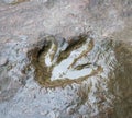 Real dinosaur footprint , Thailand. Royalty Free Stock Photo