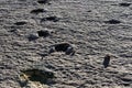 Real dinosaur footprints, Torotoro National Park, Bolivia