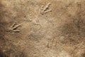 Real Dinosaur fossil Imprint, Dinosaur footprint