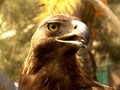 Real Eagle beak Royalty Free Stock Photo