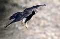 Real eagle in flight Royalty Free Stock Photo