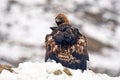 Real eagle with his prey watches in the snow Royalty Free Stock Photo