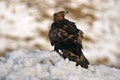 Real eagle with his prey watches in the snow Royalty Free Stock Photo