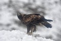 Real eagle with its prey in the snow Royalty Free Stock Photo