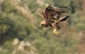 real eagle makes a flight over the rocks Royalty Free Stock Photo