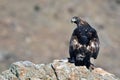 Real eagle observes from his innkeeper