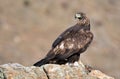 Real eagle observes from his innkeeper