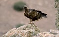 real eagle observes its territory Royalty Free Stock Photo