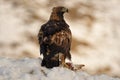 Real eagle observes its territory with a prey between the claws Royalty Free Stock Photo