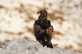 Real eagle observes its territory Royalty Free Stock Photo