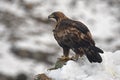 Real eagle observes its territory from a rock with snow