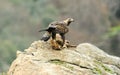 Real eagle with prey in its claws in the field