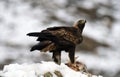 eagle with a prey in winter with snow Royalty Free Stock Photo