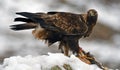 real eagle in the snow with a prey between the claws watches over its territory Royalty Free Stock Photo