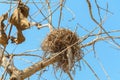 Real empty bird nest on dry tree Royalty Free Stock Photo