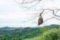 Real empty bird nest mountain view