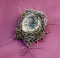 Real empty sparrow bird nest top view