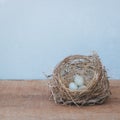 Little bird`s egg in birds nest isolated on a wooden floor Royalty Free Stock Photo