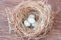 Little bird`s egg in birds nest isolated on a wooden floor Royalty Free Stock Photo