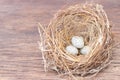 Little bird`s egg in birds nest isolated on a wooden floor Royalty Free Stock Photo