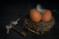 composition with bird nest Royalty Free Stock Photo