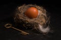 composition with bird nest Royalty Free Stock Photo