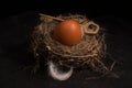 composition with bird nest Royalty Free Stock Photo