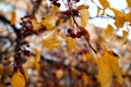 Real fall backround: wild apple tree on gloomy autumn day. Nature textures