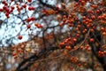 Real fall backround: wild apple tree on gloomy autumn day. Nature textures