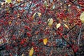 Real fall backround: wild apple tree on gloomy autumn day. Nature textures