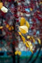 Real fall backround: wild apple tree on gloomy autumn day. Nature textures