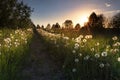 Real field and dandelion at summer sunset. Beautiful summer background. Royalty Free Stock Photo