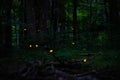 Real fireflies lights in the forest at night magic scenic view