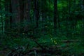 Real fireflies lights in the forest at night magic scenic view