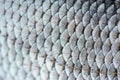 Real Fish Scales Macro Shot Royalty Free Stock Photo