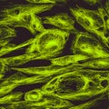 Confocal microscopy of fibroblast cells