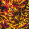 Confocal microscopy of fibroblast cells Royalty Free Stock Photo