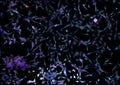 Real fluorescence microscopic view of human fibroblasts