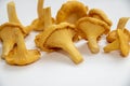 Real forest chanterelle mushrooms. A true delicacy. Yellow mushrooms. Royalty Free Stock Photo