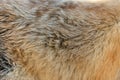 Real fox skin texture Royalty Free Stock Photo